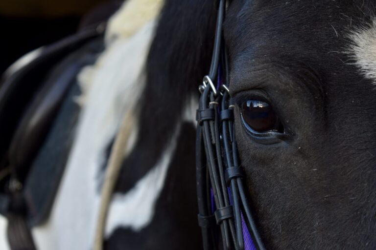 Project Thinking Horse; Introduction