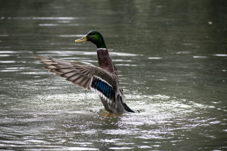 Exploring Composition