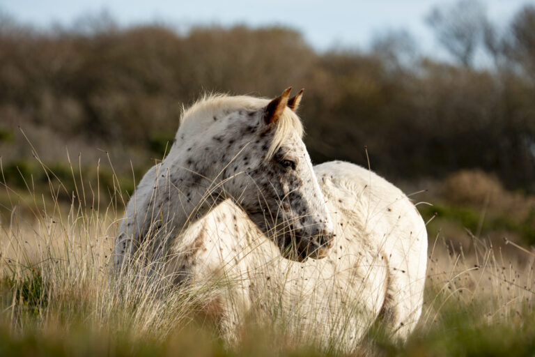Project Thinking Horse